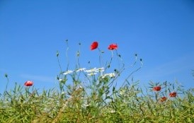 Græs, blomster og blå himmel